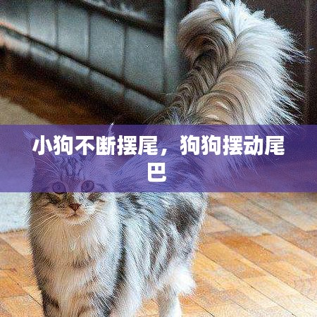 小狗不断摆尾，狗狗摆动尾巴 