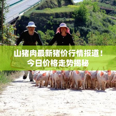 山猪肉最新猪价行情报道！今日价格走势揭秘