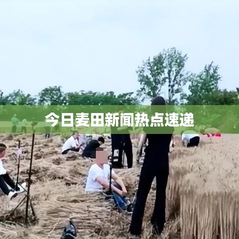 今日麦田新闻热点速递