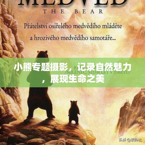 小熊专题摄影，记录自然魅力，展现生命之美