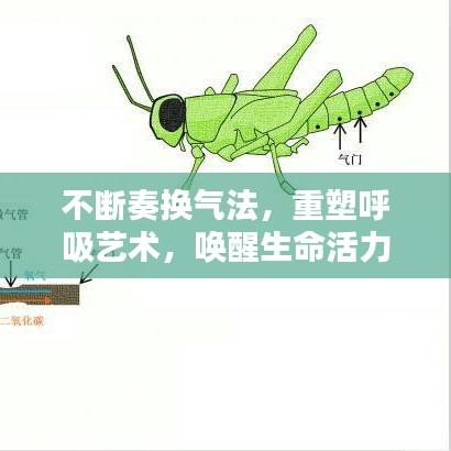 不断奏换气法，重塑呼吸艺术，唤醒生命活力