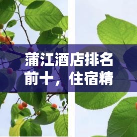蒲江酒店排名前十，住宿精选指南