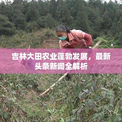 吉林大田农业蓬勃发展，最新头条新闻全解析