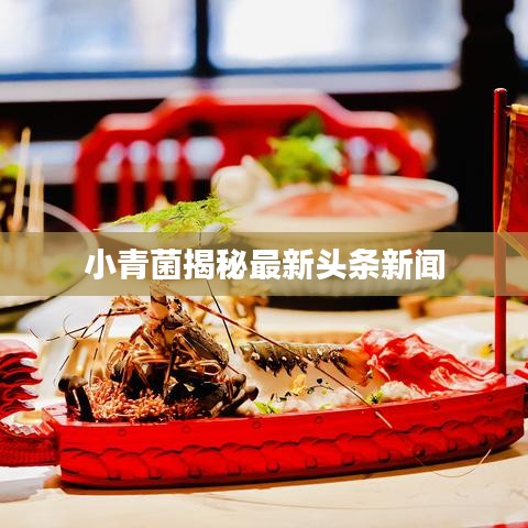 小青菌揭秘最新头条新闻