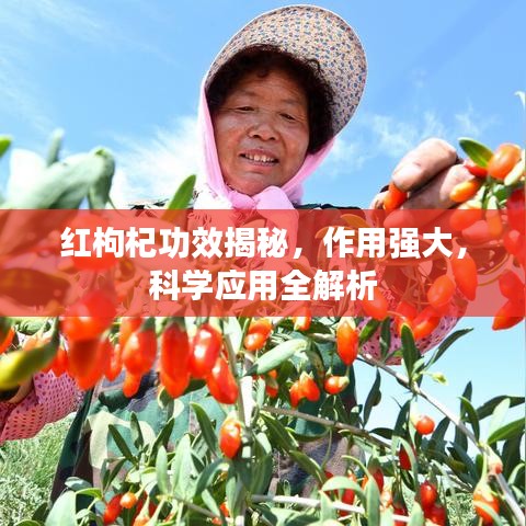 红枸杞功效揭秘，作用强大，科学应用全解析