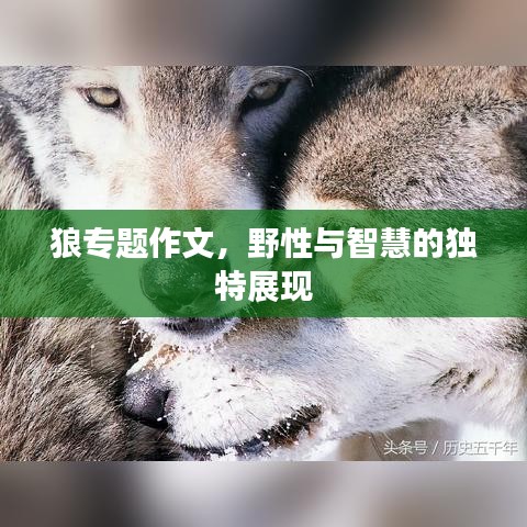 狼专题作文，野性与智慧的独特展现