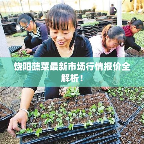 饶阳蔬菜最新市场行情报价全解析！