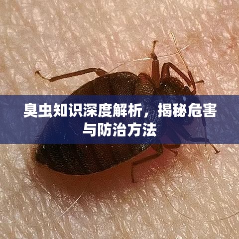 臭虫知识深度解析，揭秘危害与防治方法