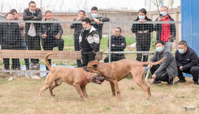 猛犬俱乐部官方下载及全民小镇新版本,实地计划验证数据_Phablet1_v10.930